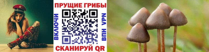 Псилоцибиновые грибы Psilocybine cubensis  где можно купить   Карабулак 